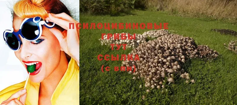 МЕГА как войти  Гдов  Псилоцибиновые грибы Psilocybine cubensis 